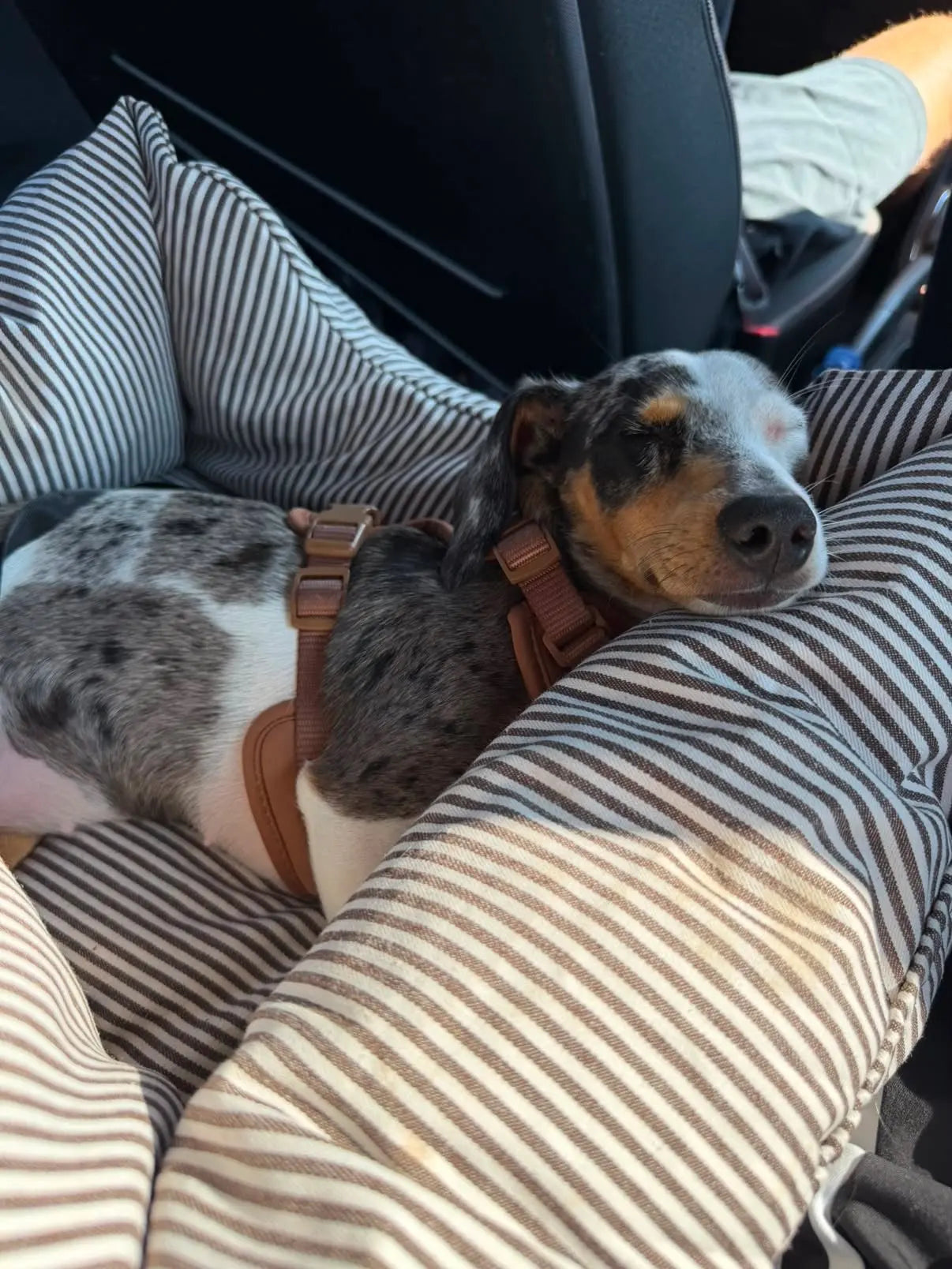 Premium Hunde Autositz – Braun mit Sicherheitsgurt Petpilot