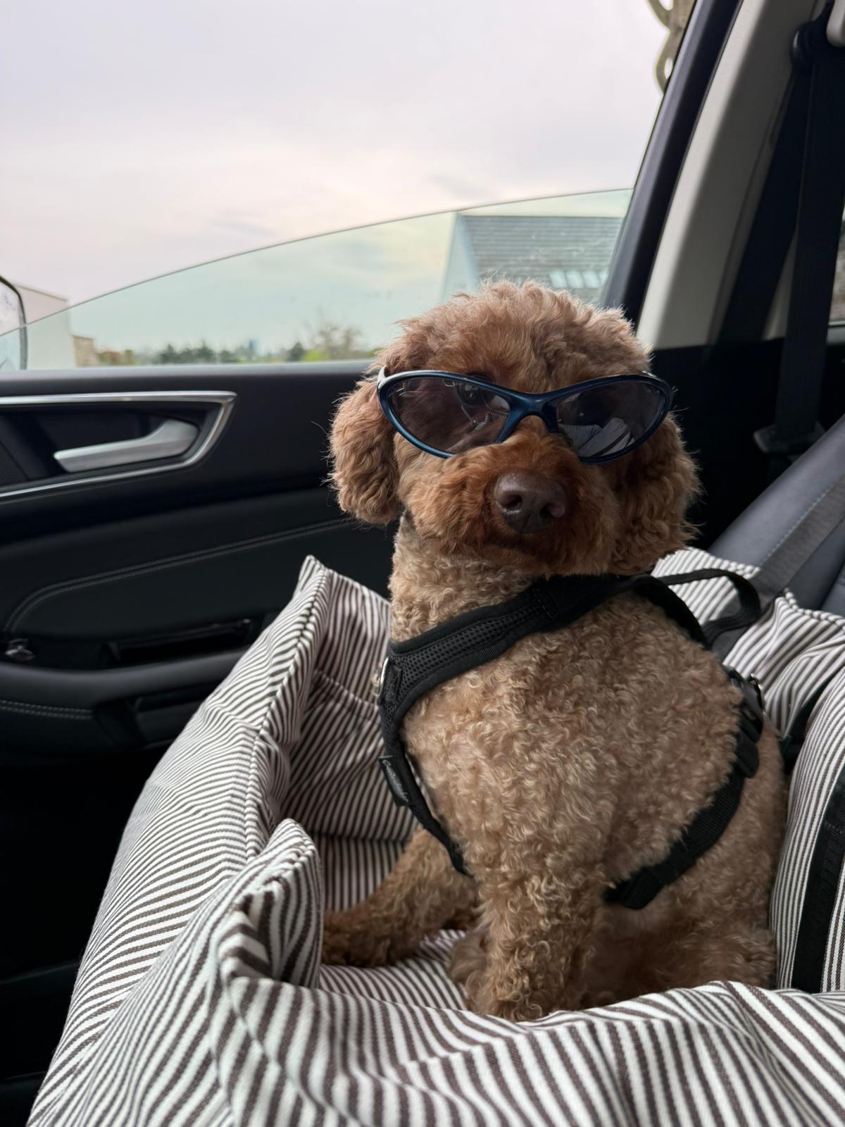 Pudel mit Sonnenbrille sitzt im Petpilot Hundeautositz im Auto