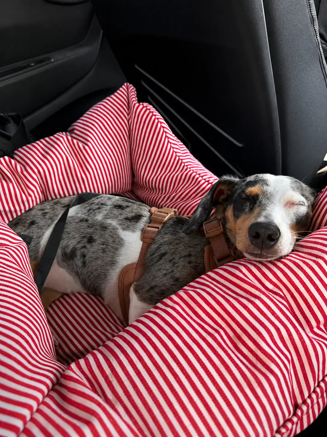 Premium Hunde Autositz – Rot mit Sicherheitsgurt Petpilot