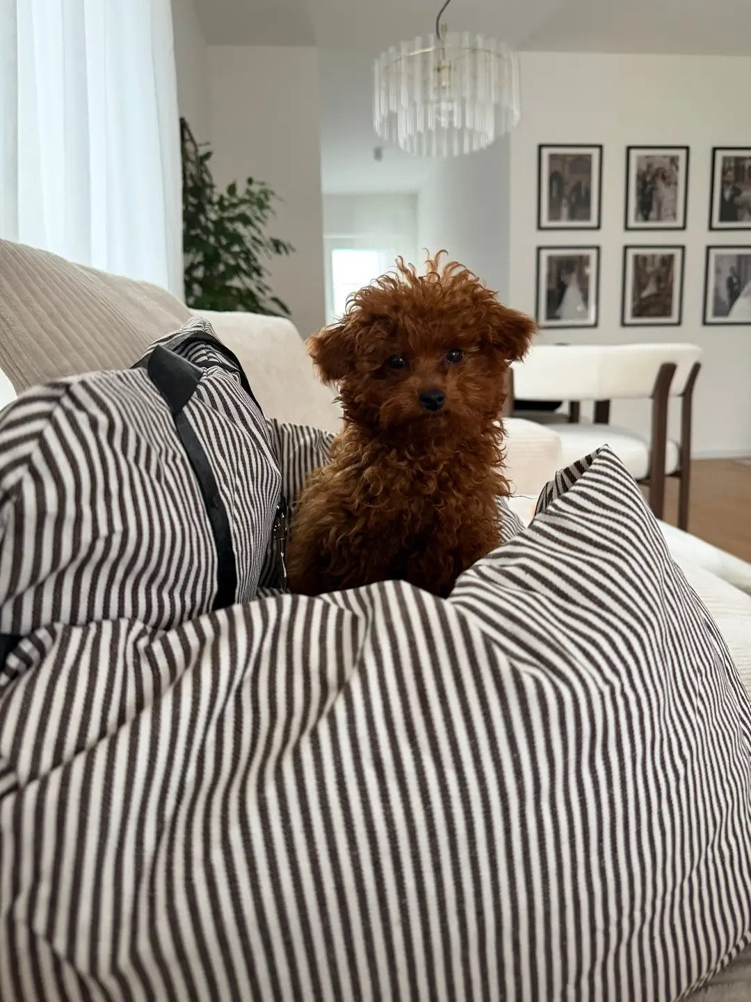 Pudel-Welpe sitzt im Petpilot Hundeautositz im Wohnzimmer