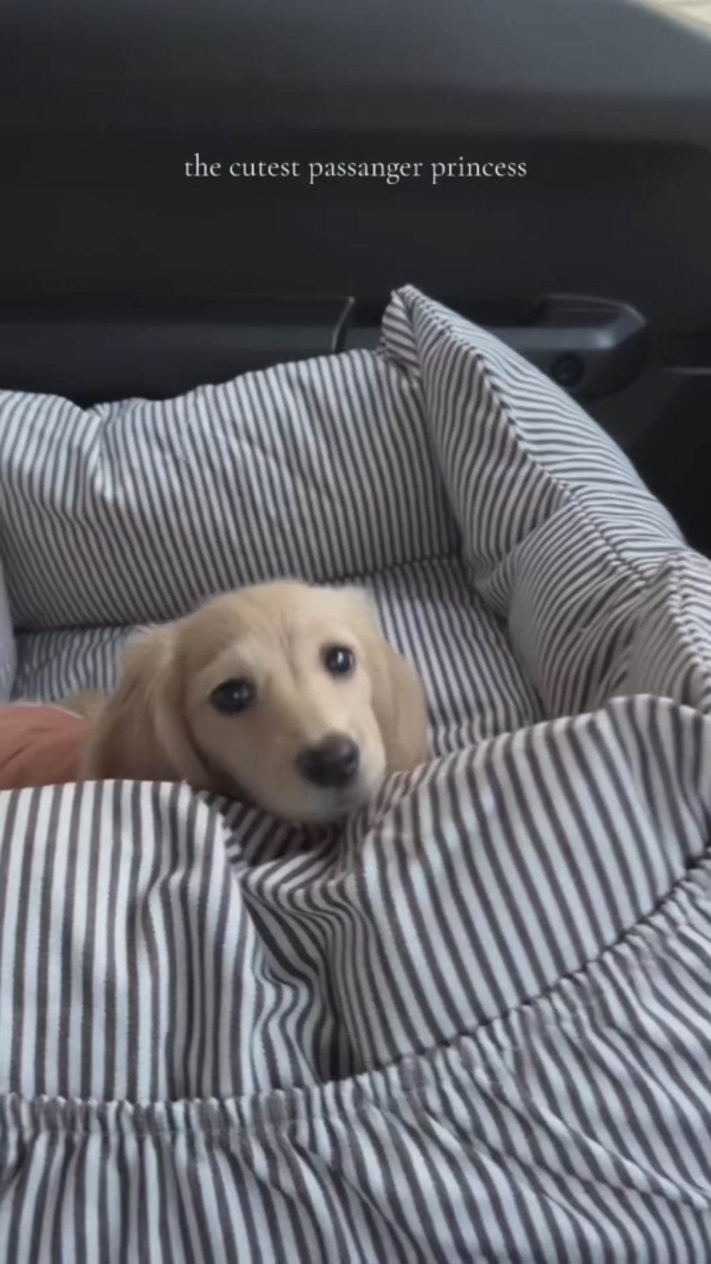 Premium Hunde Autositz mit Sicherheitsgurt